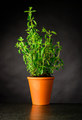 Oregon Growing in a Pottery Pot - PhotoDune Item for Sale