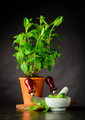 Mint Plant with Pestle and Mortar Growing in Pot - PhotoDune Item for Sale