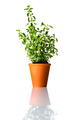 Green Oregano Plant in Pot - PhotoDune Item for Sale