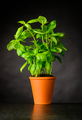 Basil Herb Growing in Pottery Pot - PhotoDune Item for Sale