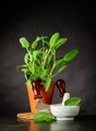Still Life with Sage Plant and Utensils - PhotoDune Item for Sale