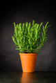Rosemary Herb Plant Growing in Pot - PhotoDune Item for Sale