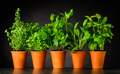 Herb in Pottery Pots on Dark Background - PhotoDune Item for Sale