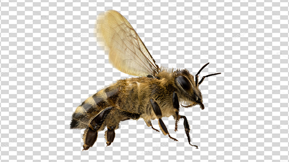 Bee