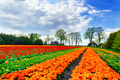 Wonderful tulips and fantastic sky by spring. - PhotoDune Item for Sale