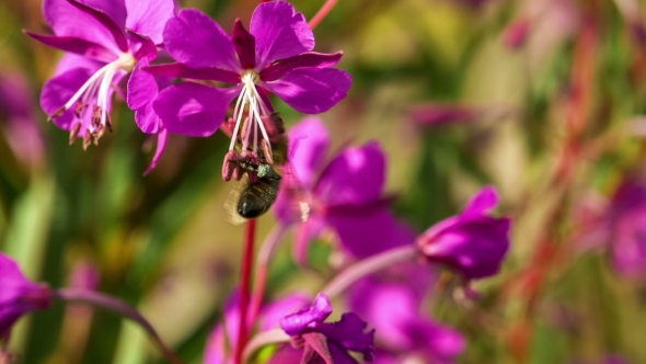 Honeybee  Collecting Nectar From Fireweed Blossom