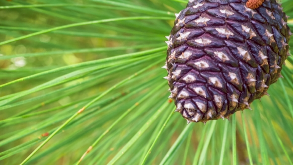 Three Brown Fir Cones on a Branch Among Needles