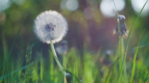 Dandelion Heard Slightly Moved By the Wind Breeze, Seeds Falling Down, Sunlight Flares and Round