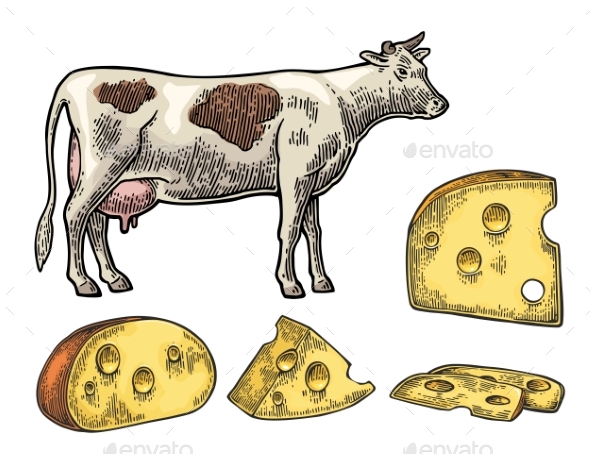 Pieces of Cheese and Dairy Cow