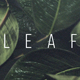 Leaf Transition - VideoHive Item for Sale