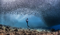 Diver in a school of sardines - PhotoDune Item for Sale
