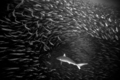 shark and sardine bait ball - PhotoDune Item for Sale
