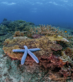 blue starfish on a reef - PhotoDune Item for Sale