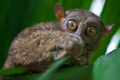 Boholian wild tarsier - PhotoDune Item for Sale