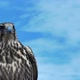 Gyrfalcon Falco Rusticolus - VideoHive Item for Sale