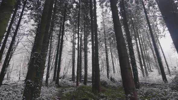 Trees in forest covered in heavy snow on a bright day 35