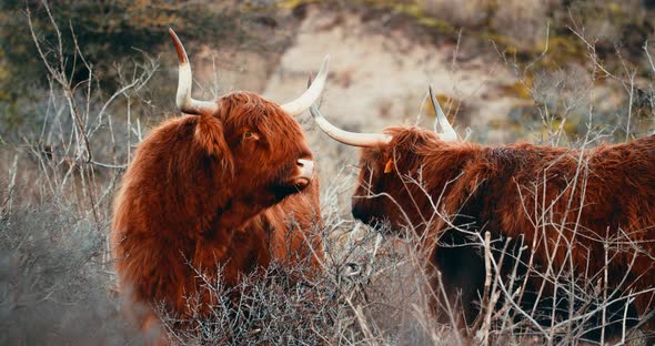 Highland Cattle Graze In The Middle Of Wilderness In The Netherlands. wide shot