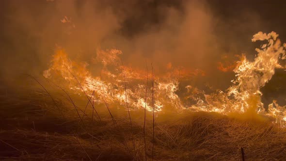 Forest Fire Wildfire Burning Grass and Bushes Close Up