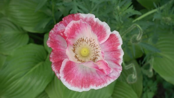 Pink White Poppy Head Large Against a Background