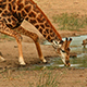 Thirsty Giraffe by a Watering Hole – Variation I - VideoHive Item for Sale