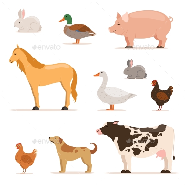 Different Domestic Animals on Farm.