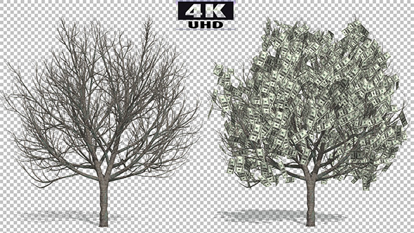 Growing Dollar Money Tree alt