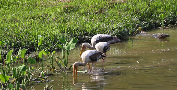Painted Stork And Lizard