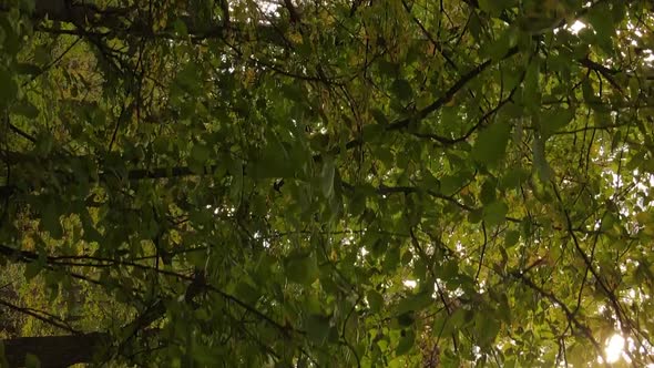 Vertical Video Aerial View of Trees in the Forest on an Autumn Day in Ukraine Slow Motion