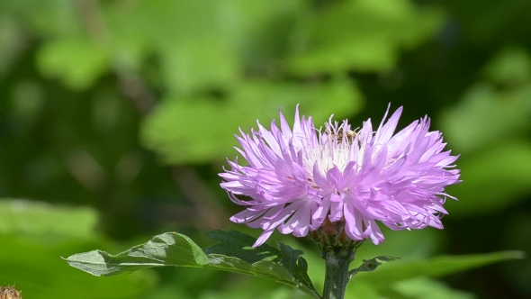 Insect on Pink Flower