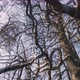 MS LA PAN Tangled bare tree branches / Kirkhaugh, Northumberland, UK - VideoHive Item for Sale