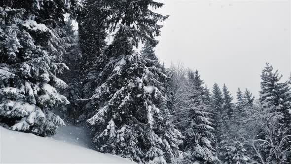 Snow is Snowing Winter Forest Background