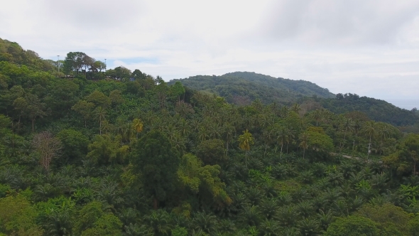Aerial View Over the Tropical Forest with Palm Tree