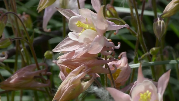 Aquilegia Blooms in Summer