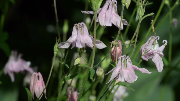 Aquilegia Blooms in Summer