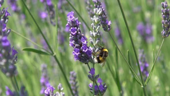Bumblebee On Lavender