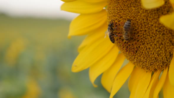 Part of  beautiful sunflower with insect 3840X2160 UltraHD footage - Shallow DOF Helianthus plant an