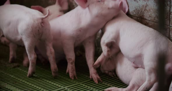 Pigs at Livestock Farm Pork Production Piglet Breeding