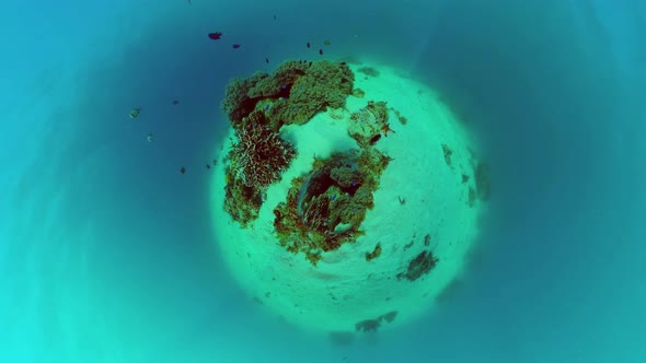 Coral Reef and Tropical Fish. Bohol, Philippines.