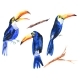 Watercolor Set of Tropical Birds Toucans - GraphicRiver Item for Sale