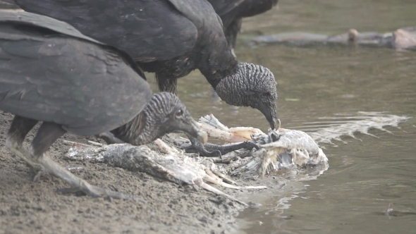 Flock of Black Vultures (Coragyps Atratus) Fighting for Food