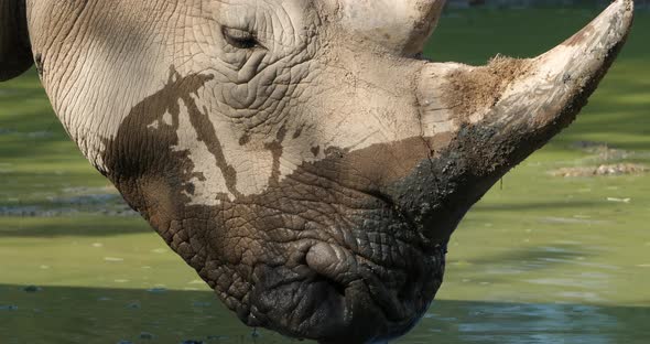 The white rhinoceros or square-lipped rhinoceros, (Ceratotherium simum)