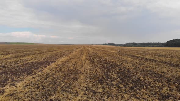 Aerial drone view of white storks feeding on plowed by tractor agricultural field.