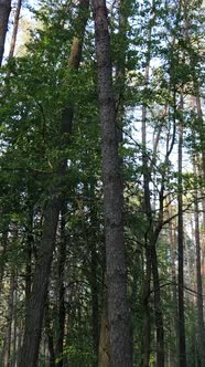 Vertical Video of Many Trees in the Forest