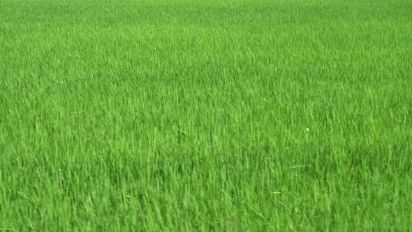 Move in green paddy field.