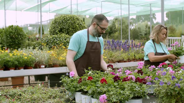 Two Focused Florists Caring of Blooming Pelargoniums