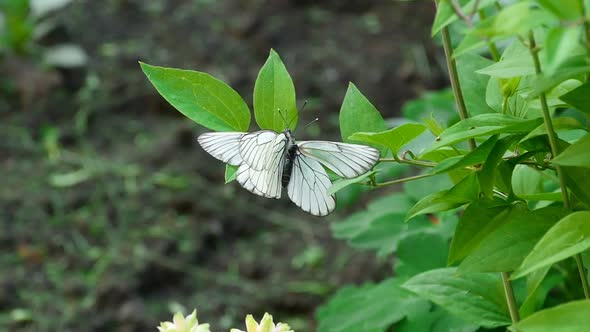 Aporia crataegi (Black-veined white butterfly)