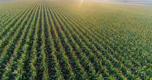 Aerial View of Growing Corn on Agriculture Field