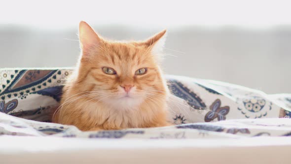 Cute Ginger Cat Lying in Bed Under Blanket. Fluffy Pet Looks Curiously. Cozy Home Background