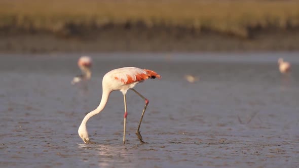 Flock Of Adult Chilean Flamingo Wading And Poking On The Muddy Landscape. wide shot