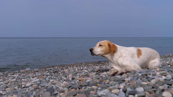 Homeless Hungry Dog Preys on Pigeons and Lies on a Stone Shore of the Sea. Wild, Unhappy Stray Dog.